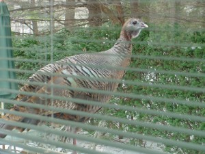 wild-turkey Wild Turkey