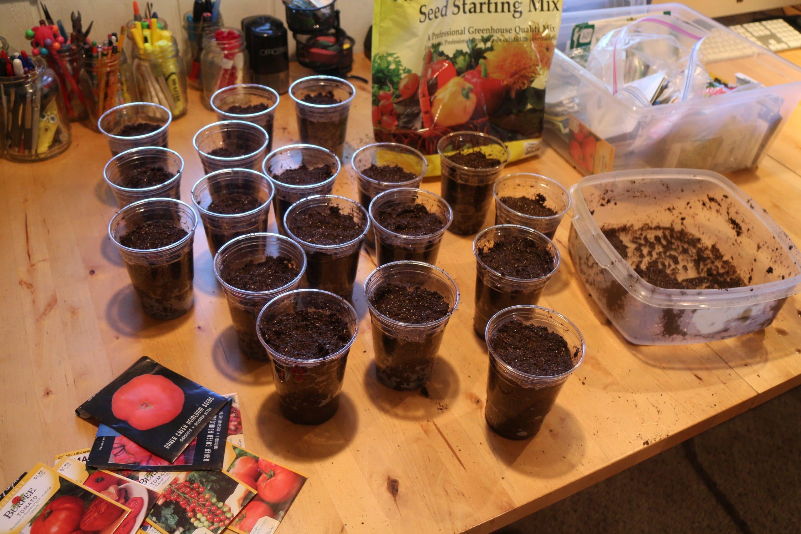 Starting Tomato Seeds Indoors Goodstuffathome,Broccolette Recipe