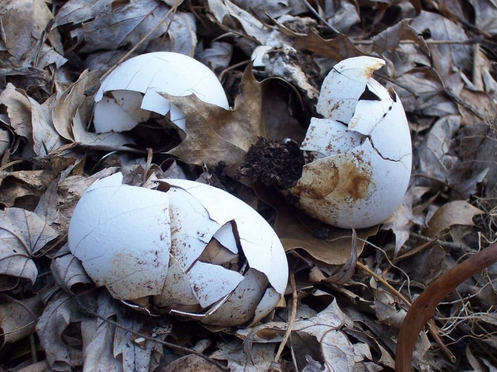 Composting Egg Shells